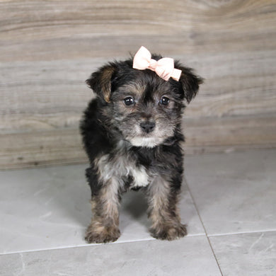 Karen - Available 5/21