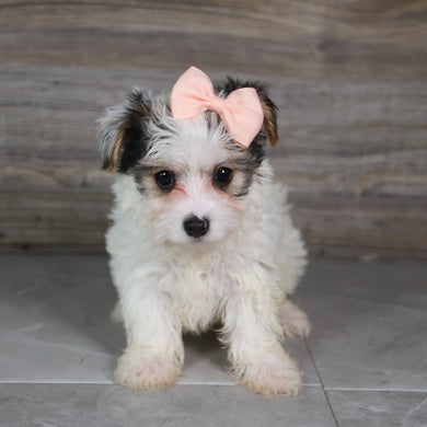 Audra - Available 5/21