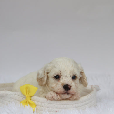 Colin - Available 9/10