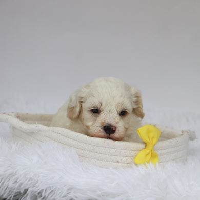Colin - Available 9/10