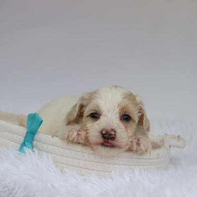 Shaun - Available 9/10