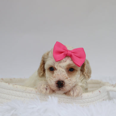 Reeses - Available 9/10