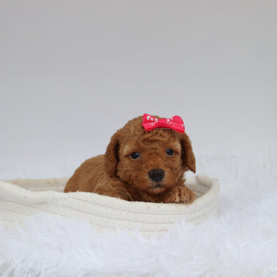 Wendy - Available 9/10
