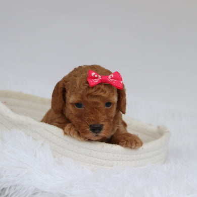 Wendy - Available 9/10