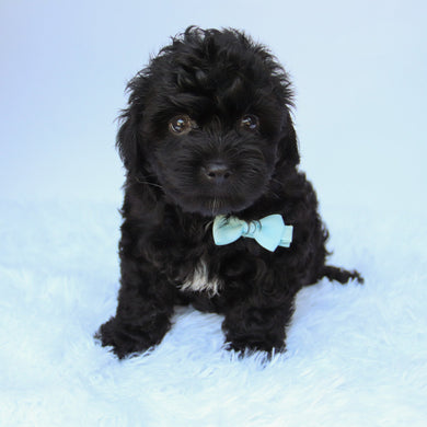 Bruiser - Available 8/13