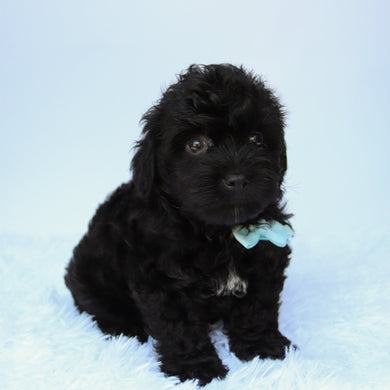 Bruiser - Available 8/13
