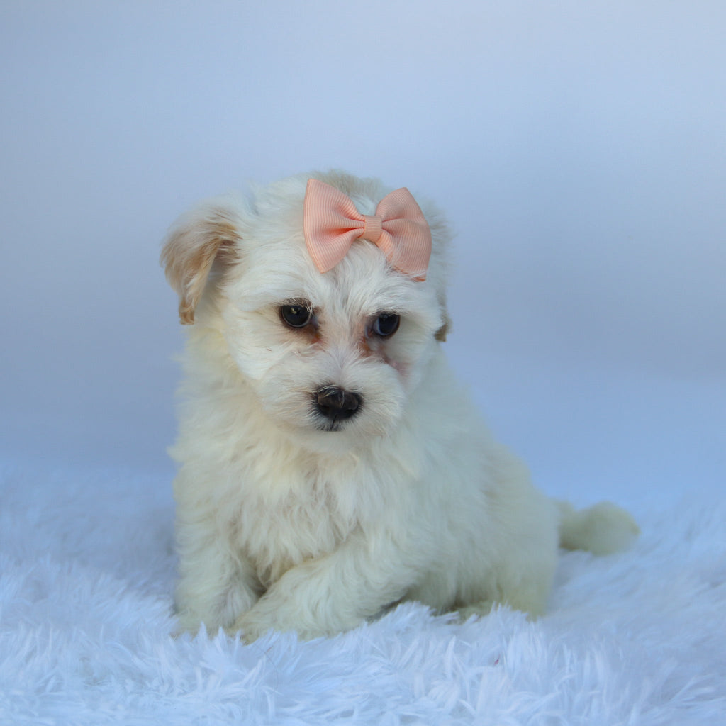 Martha - Available 9/17