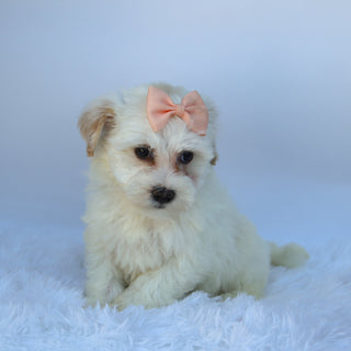Martha - Available 9/17
