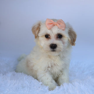 Martha - Available 9/17