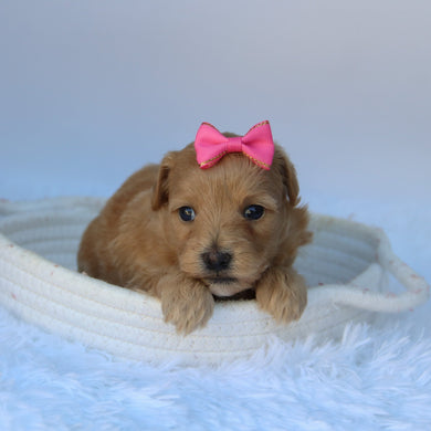 Ashlyn - Available 10/7