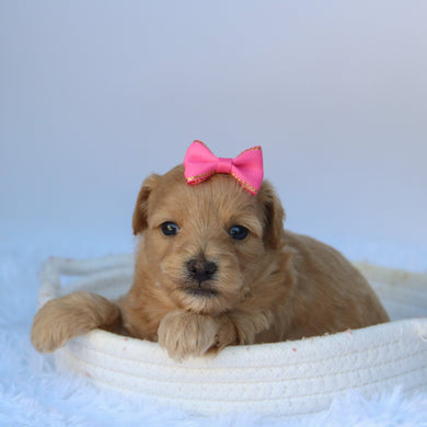Ashlyn - Available 10/7