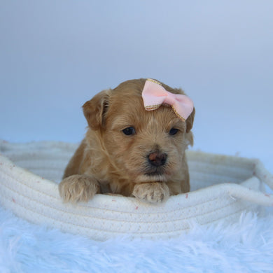 Caramel - Available 10/7