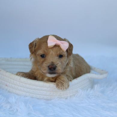Caramel - Available 10/7