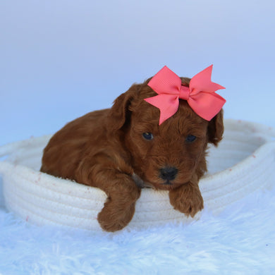Marsha - Available 10/7