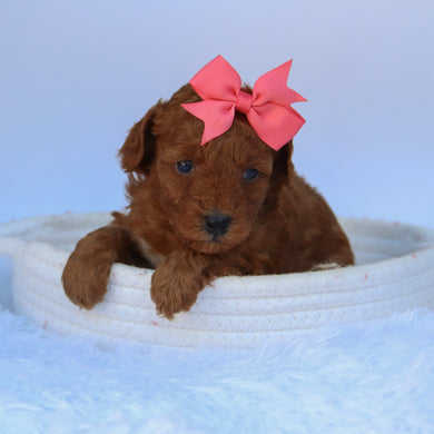 Marsha - Available 10/7
