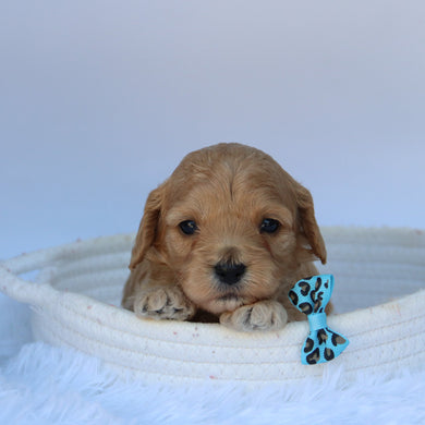 Tator - Available 8/11