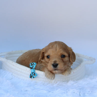 Tator - Available 8/11