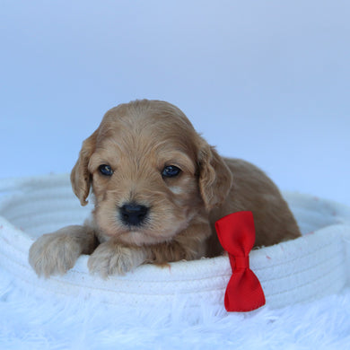 Quaker - Available 8/11
