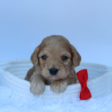 Quaker - Available 8/11