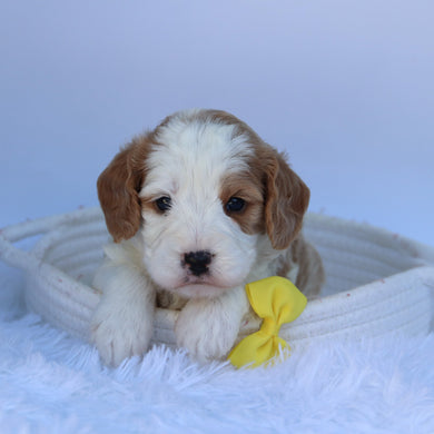 Irvin - Available 8/11