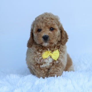 Jasper - Available 10/15