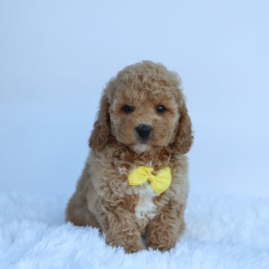 Jasper - Available 10/15