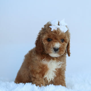 Molly - Available 10/15
