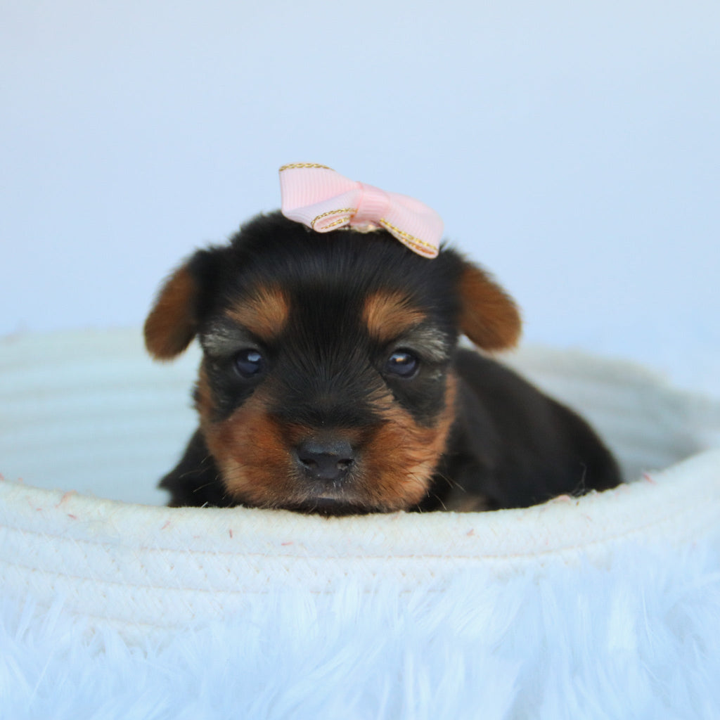 Claudia - Available 11/5