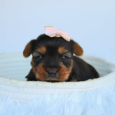 Claudia - Available 11/5