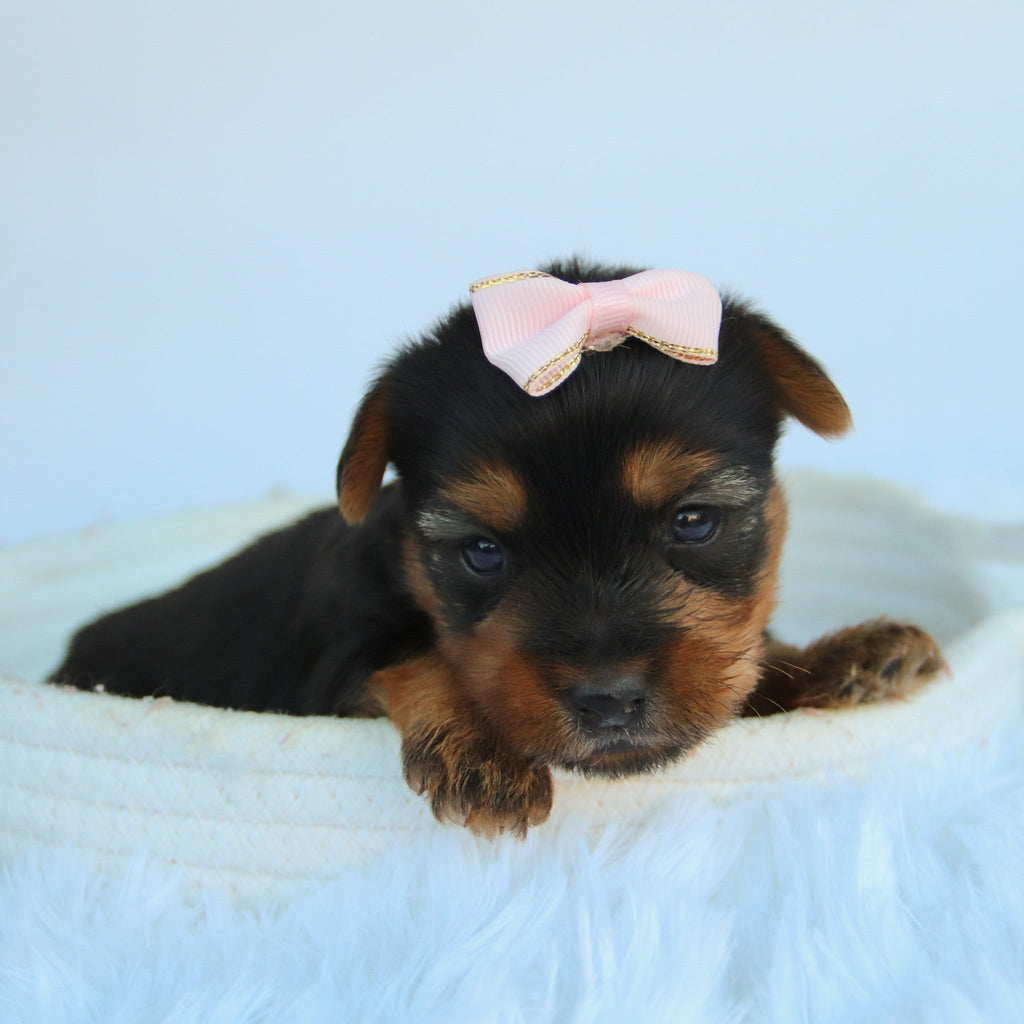 Claudia - Available 11/5