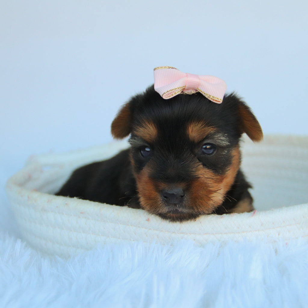Claudia - Available 11/5