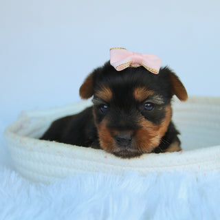 Claudia - Available 11/5