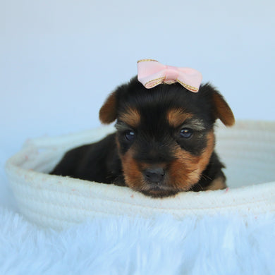 Claudia - Available 11/5