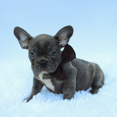 Milo - Available Now