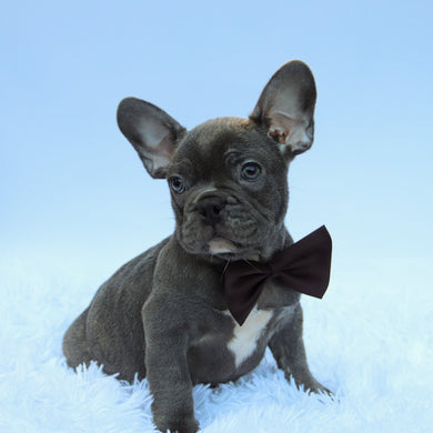 Milo - Available Now