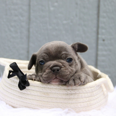 Milo - Available 6/11