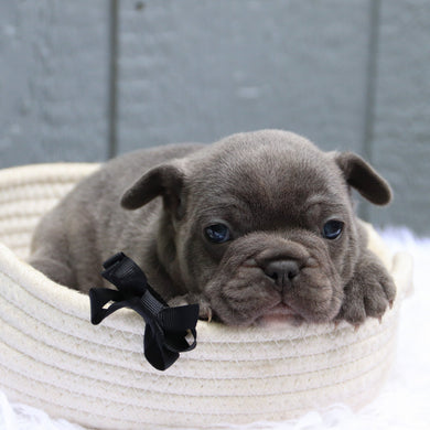Milo - Available 6/11
