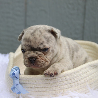 Watson - Available 6/11
