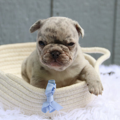 Watson - Available 6/11