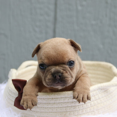 Smokey - Available 6/11