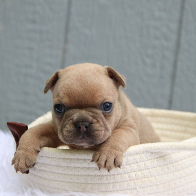 Smokey - Available 6/11