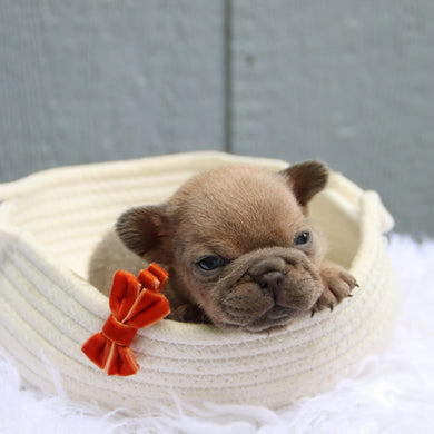 Baylor - Available 6/11