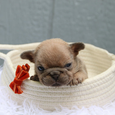 Baylor - Available 6/11