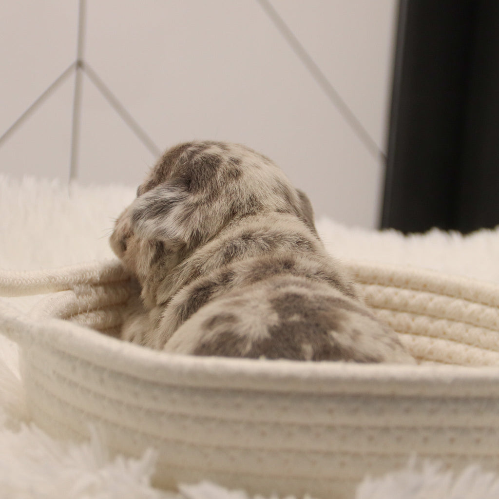 Keno - Available 2/4