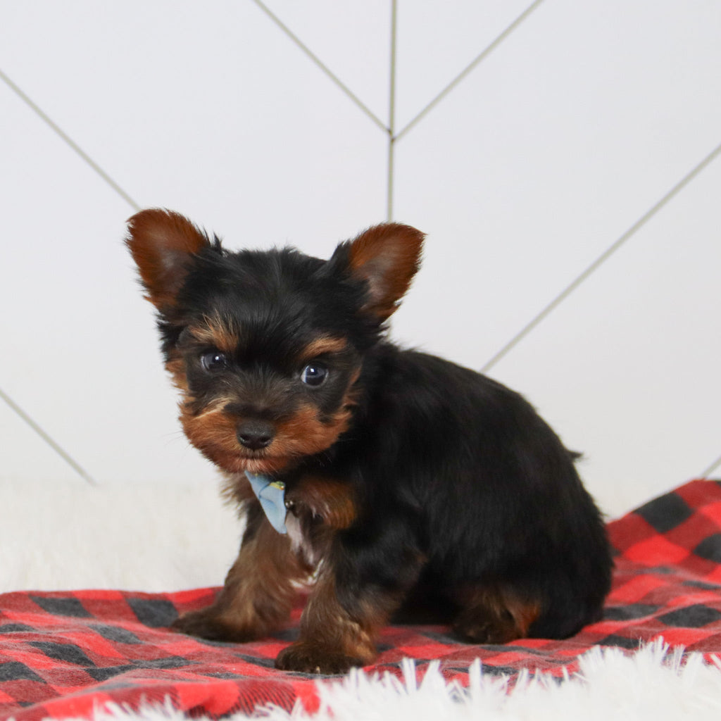 Brett - Available 12/17