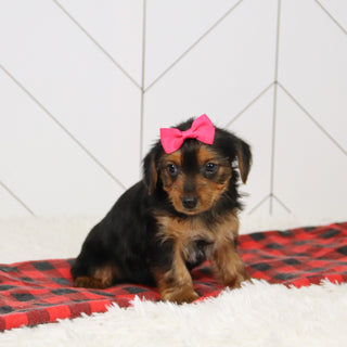 Wanda - Available 12/17