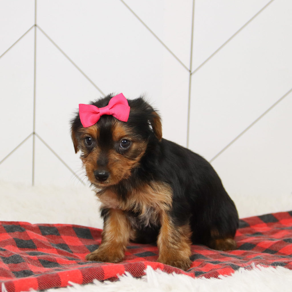 Wanda - Available 12/17