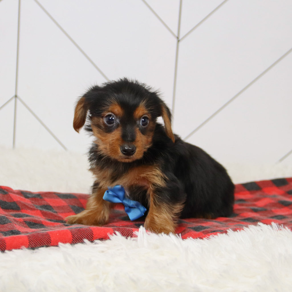 Shay - Available 12/17