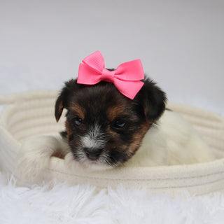 Olivia - Available 11/11