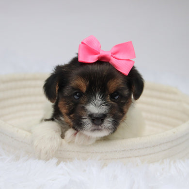 Olivia - Available 11/11